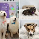 개스팅 | 세류동 애견미용, 우리 아이가 편안해한 곳 ‘개스팅’ 이용후기