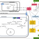 Re:Re:How Can a Ketogenic Diet Improve Motor Function? 2018 년 리뷰논문 이미지