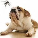 이쁜강아지 이미지