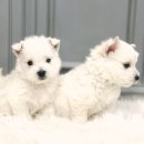 화이트 독 이미지