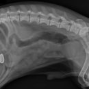 알파동물병원 이미지