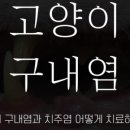 판교종합동물병원 네이버블로그