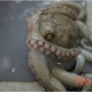 낙지방 이미지
