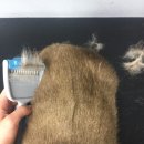 멍멍그루밍 이미지