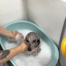 네발클로버애견미용학원