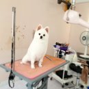 스타덤 펫살롱 이미지