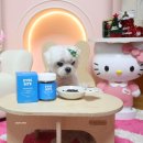 이로운 강아지 | 강아지 눈물영양제 찾는다면? 말티즈 눈물자국 줄인 실제 후기