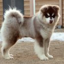 스타켄넬 이미지