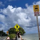 하와이새우트럭송도점 | [하와이] 쿠알로아 렌치 예약 없이 뚜벅이 버스 탑승 후기 / 지오반니새우트럭