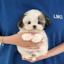 미유펫 강아지애견미용 이미지