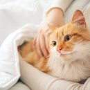 시온동물병원 이미지