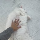 바하 고양이 병원 이미지