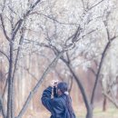 “서울 한복판에 매화 축제가 펼쳐진다” 매화꽃 가득한 서울 걷기 좋은 길 3 이미지