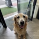 슈슈댕 구래점 이미지