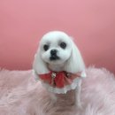 즐거운애견미용실 이미지