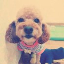 쁘띠앤독 이미지