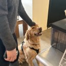 뉴욕애견 이미지