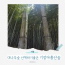 아홉산 | 대나무숲 산책으로 힐링하는 기장아홉산 숲 후기
