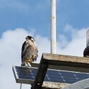 제주섬마리 이미지