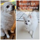 지금여기서행복하개 이미지