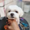 리틀댕댕 이미지