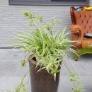 센스쟁이 이미지