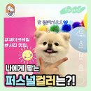 쉐이크테일 강아지 애견 유치원 호텔 미용 이미지