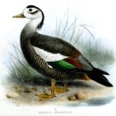 【원앙사촌(원앙이사촌)(Crested Shelduck)】 「원앙(원앙새)과 비슷하기 때문에 붙인 이름」 이미지