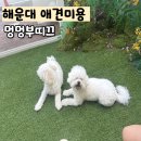 애견사랑 | 해운대 애견미용 멍멍부띠끄 사랑스러운 몽실이 후기