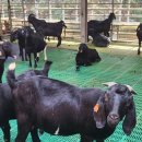 송동축사 이미지