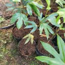 큰나무농장 이미지