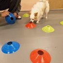 헬로멍뭉 이미지