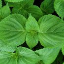 깻잎농원 이미지