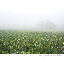 유등연지 이미지