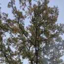 조안1리 이미지