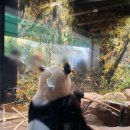 팬더짐 | 도쿄 우에노 동물원 팬더 샤오샤오 레이레이 마지막날 송별회 후기