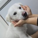 사랑할개 이미지