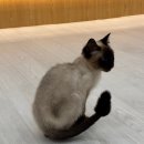 고양이이야기 | 대전고양이카페에서 만난 새로운 가족 이야기, 캣플코지눅 대전은행점 방문 후기