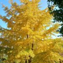 부림초등학교 앞 이미지