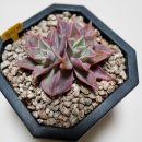 다미농장 이미지