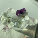 (주)솔벳 네이버블로그
