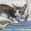 서림동-13 이미지