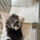 보드레도그 이미지