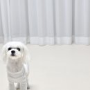 펫바이블 이미지