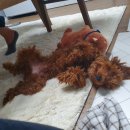 스타일좋개 이미지