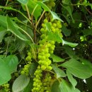 수림꽃농원 이미지