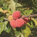 밀양꾸지뽕 영농조합법인 이미지