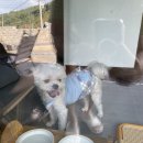 장흥켄넬 | 전남 장흥 애견 독채 한옥 펜션, 스테이 우디 이용후기