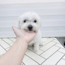 복터진강아지 이미지