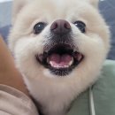 까눌레 먹었는데 좋아<b>게임</b> 할까? 좋아, 좋아, <b>조아</b><b>조아</b>좋아!